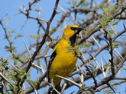 Trupial My Favorite Childhood Bird Aruba Bird Animals