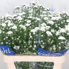 I thank every one of the many brides that chose thebridesbouquet.com over the years for this wonderful. Aster Cassy 80cm 30gm Wholesale Dutch Flowers Florist Supplies Uk