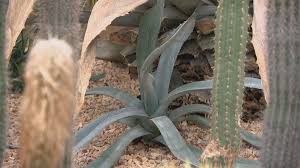 You will need to allow the broken portion time to become hardened before you plant it in its own pot. Desert Plant Raising The Roof Of Its Chicago Home Chicago News Wttw
