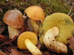 o maior fungo do mundo ideias de cogumelos cogumelos selvagens cogumelos comestiveis