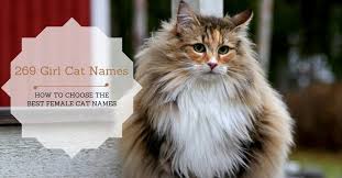 It seems that superheroes have made a pretty big impact when it comes to pet parents naming their new additions in 2019. 269 Girl Cat Names Of 2020 How To Choose The Best Female Cat Names