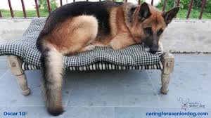 But that shouldn't worry you because this recipe is formulated to make. Why Is Diabetic Dog Food Expensive Caring For A Senior Dog