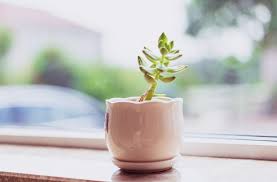 The plants will turn red or yellowish. Do Succulent Plants Need Sunlight All Your Questions Answered Potted Pixie