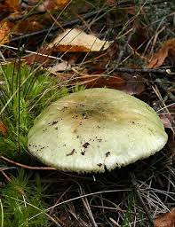 Image result for Russula perlactea