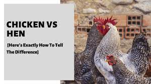 Chicken Vs Hen Here S Exactly How To Tell The Difference
