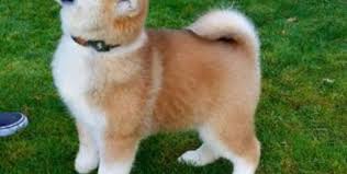 Find small dogs and puppies from florida breeders. Shiba Inu Puppies For Sale Near Me Off 79 Www Usushimd Com