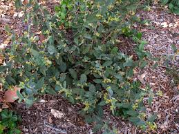 Image result for Waltheria indica