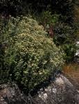 Image result for Helichrysum dilucidum