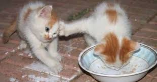 Brotherly Love Kitten Style Cats Funny Animals Crazy Cats