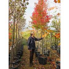 Pear trees grow wonderfully well in the uk. Ornamental Pear Trees For Sale Buy Ornamental Pear Trees Online