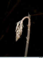 Image result for Epipogium roseum