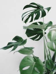 T N Talinordia On Pinterest