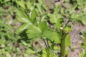 Image result for Apium graveolens