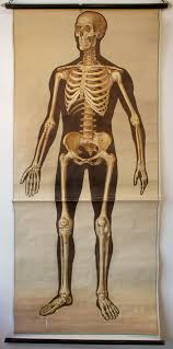 Skeleton Medical Wall Chart