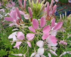 Image result for Cleome houtteana