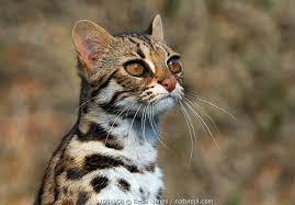 This page is about kucing hutan borneo,contains kucing merah eksotik khas kalimantan ini terancam punah,penangkaran kucing hutan borneo,19 jenis kucing hutan 19 jenis kucing hutan, sifat, warna, makanan, ciri fisik dan gambarnya. Hukum Tak Membuat Jera Perdagangan Ilegal Terus Berulang