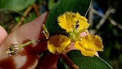 Image result for Janusia