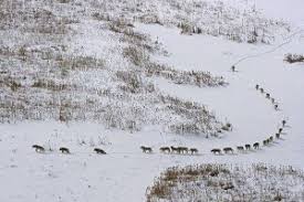 The Wolf Pack And Leadership The Lesson S Leandro Herrero