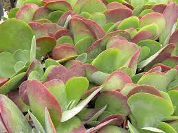Kalanchoe Luciae Plants Succulents Cacti And Succulents