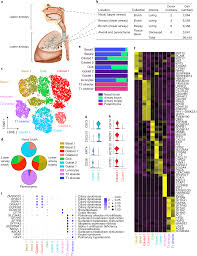 a cellular census of human lungs identifies novel cell