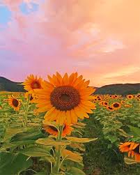 Aesthetic wallpaper yellow sunflower 2834604 hd wallpaper backgrounds download. Aesthetic Sunflowers New Paint By Numbers Paint By Numbers For Adult