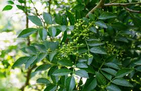 Image result for Zanthoxylum