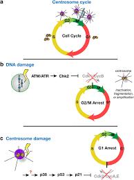 Maybe you would like to learn more about one of these? Centrosomes As Effectors And Regulators Of Cell Cycle Progression A Download Scientific Diagram