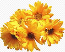 Nah, inilah waktu dimana bunga matahari menghasilkan banyak biji yang bisa memberi manfaat. Bunga Pot Marigold Bunga Matahari Bunga Potong Warna Serbuk Sari Krisan Lisensi Png Klipartz