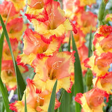 Image result for Gladiolus magnificus