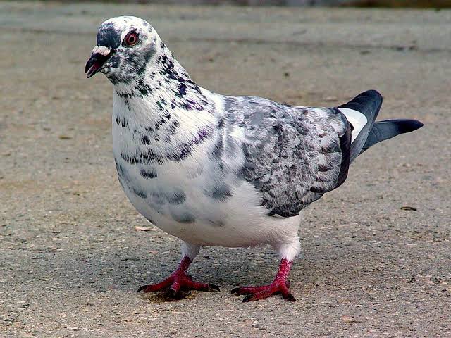 Mga resulta ng larawan para sa Leucistic Rock Pigeon"