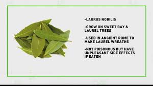 Bay leaf (plural bay leaves), (greek daphni, romanian foi de dafin) is the aromatic leaf of several species of the laurel family (lauraceae). Verify Be Wary Of All Healing Bay Leaves Wfmynews2 Com