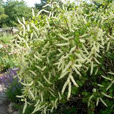 Image result for Anredera