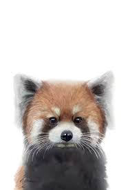 Baby Red Panda Canvas Art Print By Watercolor Luv Icanvas