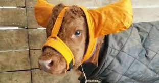 Baby bull wearing santa claus hat symbol of 2021 chinese new year, cute cartoon baby ox animal child illustration for winter. Farmers Use Adorable Moo Muffs To Protect Newborn Calves From Frostbite
