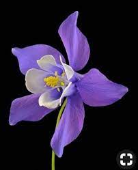 Pin On Fiori
