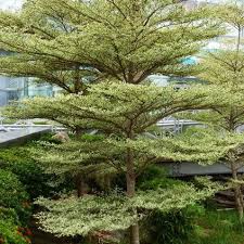 Image result for Terminalia randii
