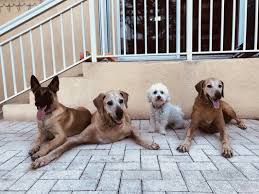 Maybe you would like to learn more about one of these? The Pet Care Clinic Doral 9851 Nw 58th St Ste 111 Doral Fl Pet Grooming Mapquest
