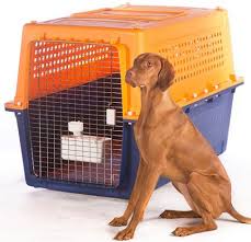 Air animal has helped more than 50,000 families move their 100,000 furry, feathered and scaly pets around the globe since 1977. Pet Shipping Delivery Relocation Services Pet Express
