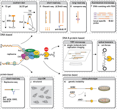 Dna, proteins, and mutations below are two partial sequences of dna bases (shown for only one strand of dna) sequence 1 is from a human and sequence 2 is from a cow. Frontiers Approaching Protein Barriers Emerging Mechanisms Of Replication Pausing In Eukaryotes Cell And Developmental Biology