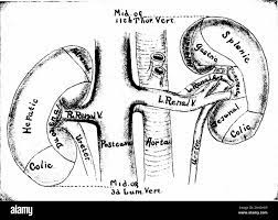 A Manual Of Anatomy Rior Pancreaticoduodenale From Thegastroduodenale Of The Hepatic Artery The Inferior Pancreaticoduo Denale From The Superior Mesenteric Artery And Pancreatic Branchesfrom The Splenic And Hepatic Arteries The Veins Empty