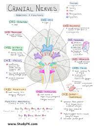 Nursing School Notes Cranial Nerves And Their General Functions Studypk Medical Student Study Nursing School Survival Nursing School Notes