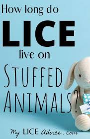 How Long Lice Live On Stuffed Animals And 5 Proven Ways To Treat Them Louse Head Louse How To Treat Lice
