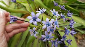 Image result for Agathisanthemum bojeri