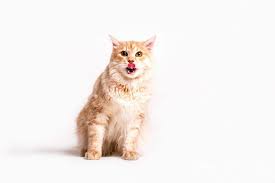 You can buy 1 additional small bottle (119 grams) or the packets. Best Probiotics For Cats Top 10 Best Cat Probiotics Reviews 2021