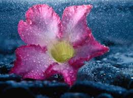 Bengali Bristi Shayari Collection Bangla Love Sms Bangla Shayari Bengali Quotes Bondhu tumay dekhte amar monta dilo pari, ebar tobe ghumye poro. bangla love sms bangla shayari bengali quotes f3kolkata