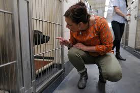 Other cities with shelters around new york. Is This Dog Dangerous Shelters Struggle With Live Or Die Tests The New York Times