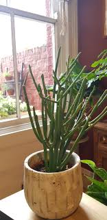 Pencil cactus (aka euphorbia tirucalli or et) is not a cactus. Help My Pencil Cactus Is Losing Limbs Plantclinic