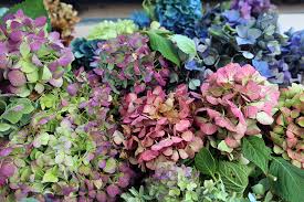 These pressed hydrangea flowers are 100% natural and are often variable in shade, shape and size. Drying Blue Hydrangea Flowers Hyannis Country Garden