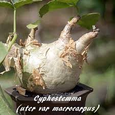 Image result for Cyphostemma heterotrichum