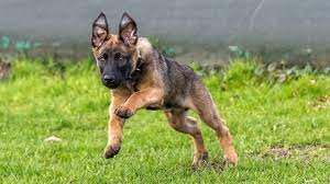 The starting point in training a dog in knpv is ph i. Van Pup Tot Politiehond Bumper Stopt Binnenkort Met Sociale Media Nos